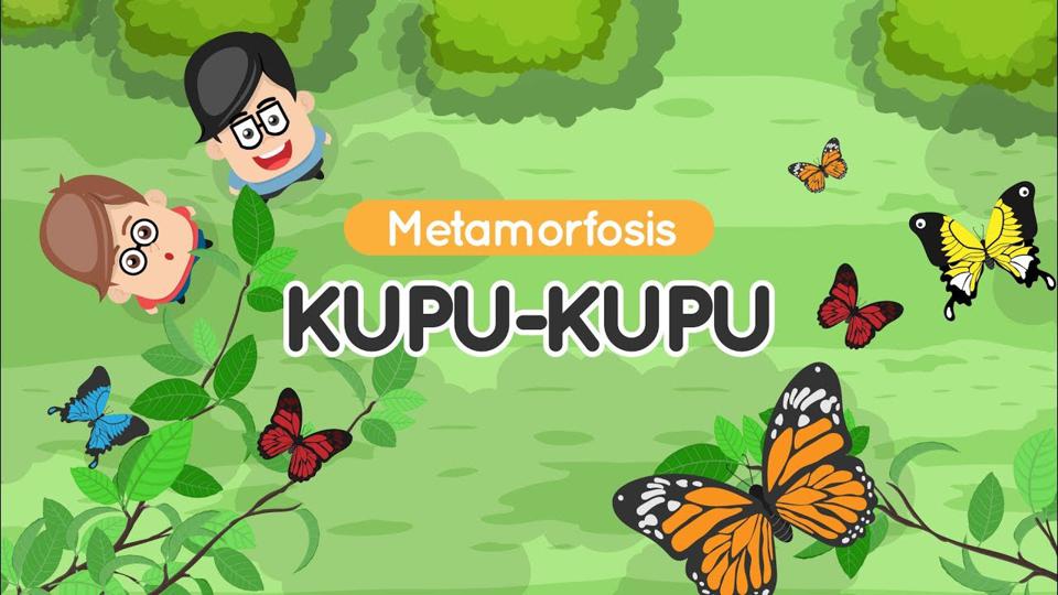 Detail Kumpulan Gambar Kartun Metamorfosis Kupu Nomer 9