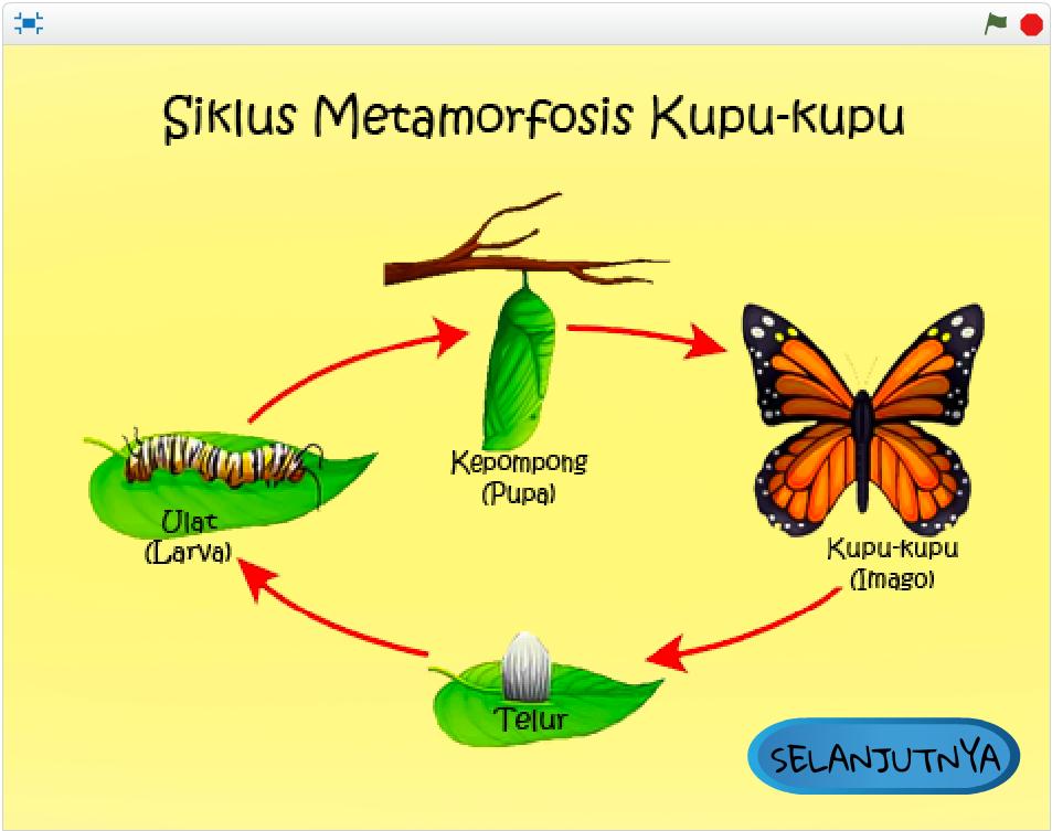 Detail Kumpulan Gambar Kartun Metamorfosis Kupu Nomer 19