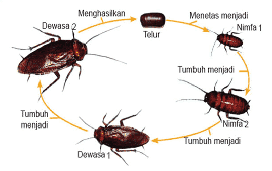 Detail Kumpulan Gambar Kartun Metamorfosis Kupu Nomer 28