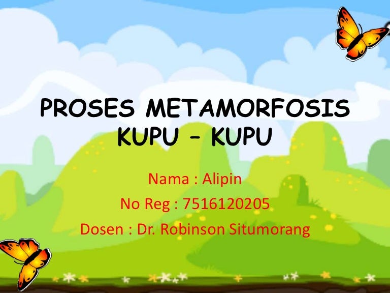 Detail Kumpulan Gambar Kartun Metamorfosis Kupu Nomer 35