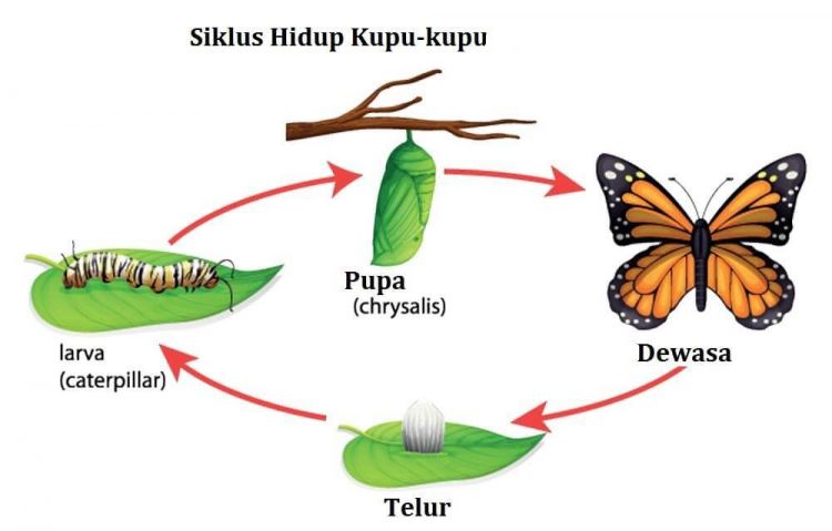 Detail Kumpulan Gambar Kartun Metamorfosis Kupu Nomer 4