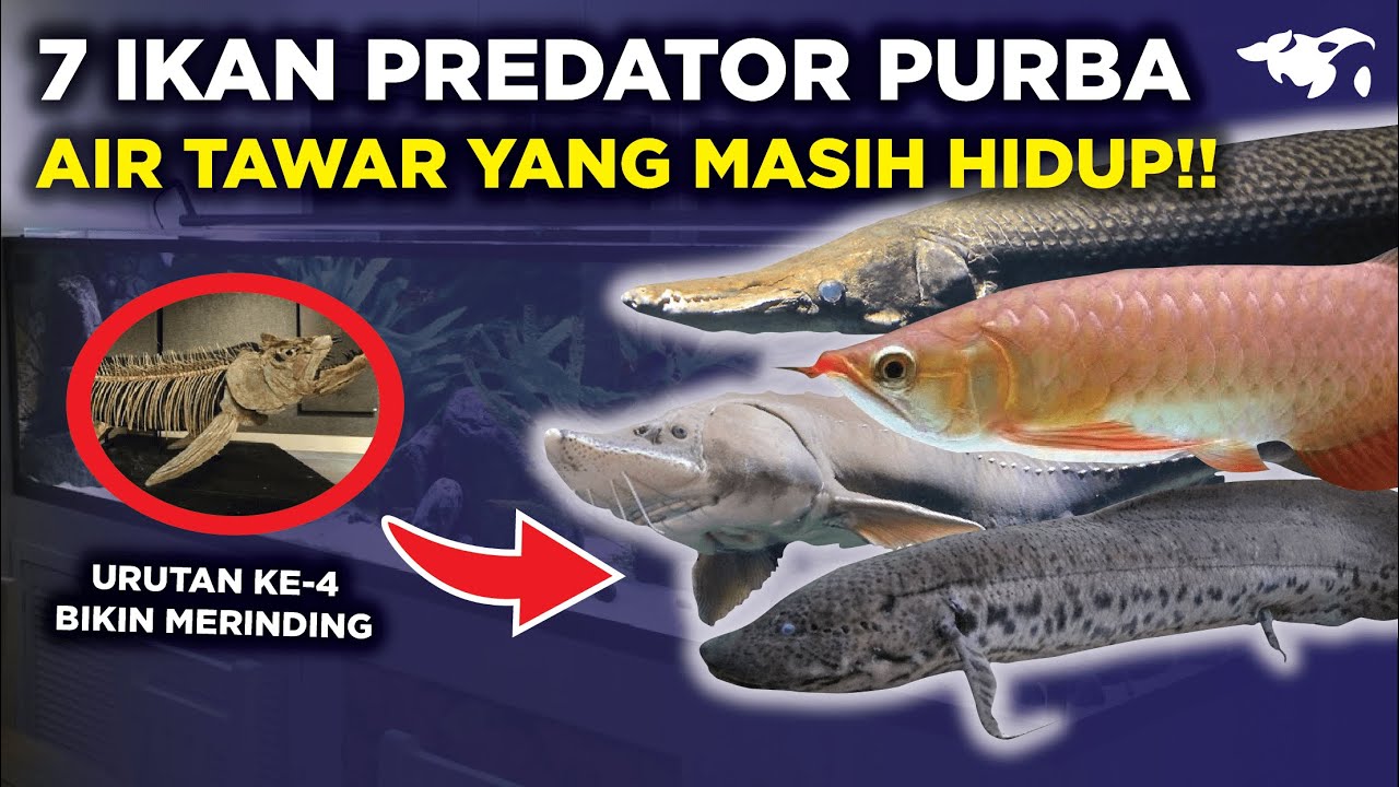 Detail Kumpulan Ikan Predator Air Tawar Nomer 42