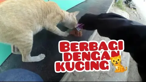 Detail Kumpulan Kucing Lucu Nomer 27