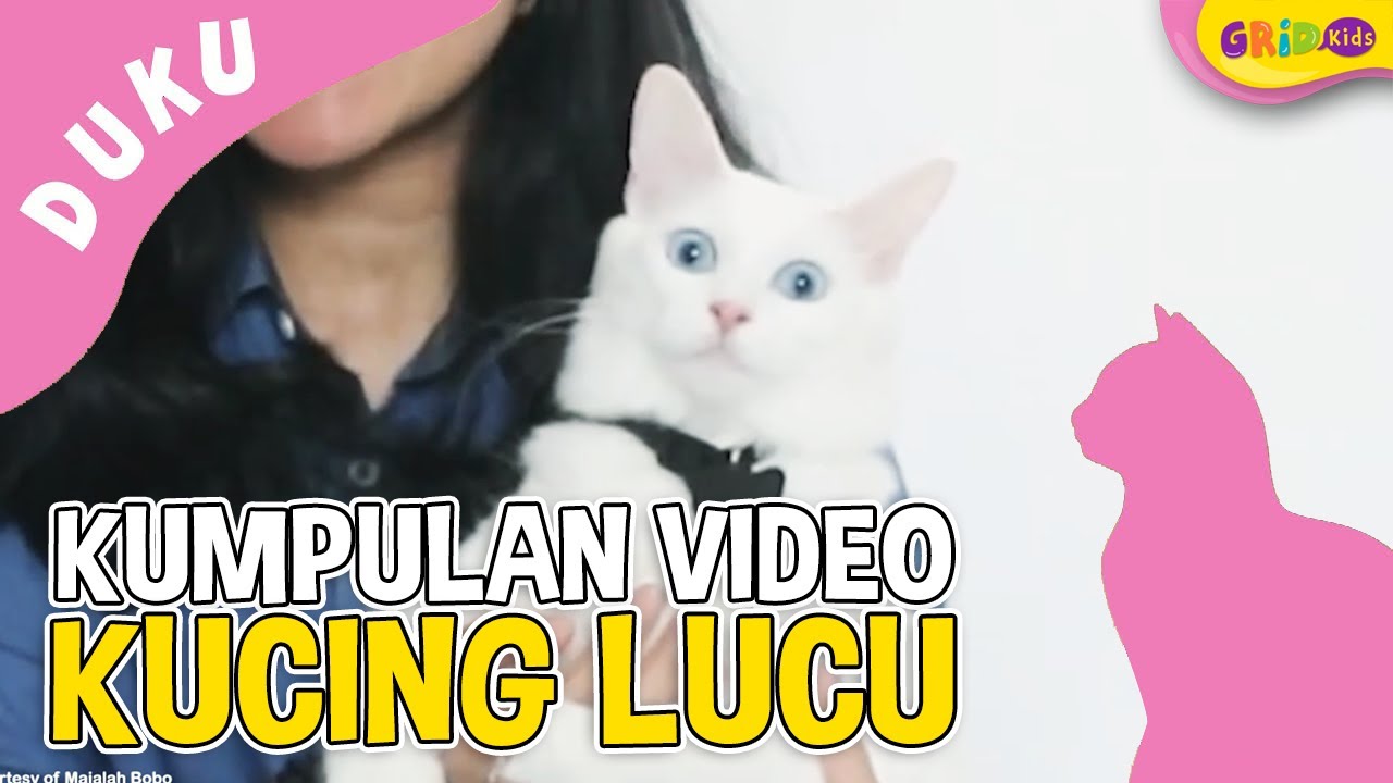 Detail Kumpulan Kucing Lucu Nomer 43