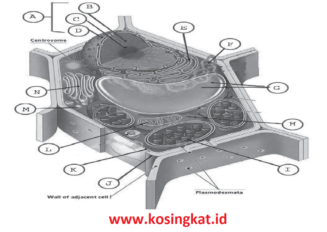 Detail Kunci Jawaban Buku Ipa Terpadu Kelas 7 Penerbit Erlangga Nomer 32