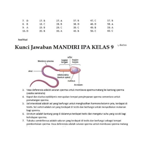 Detail Kunci Jawaban Buku Ipa Terpadu Kelas 7 Penerbit Erlangga Nomer 47