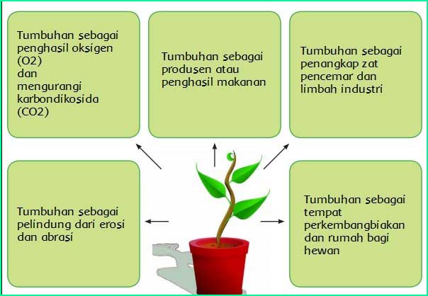 Detail Kunci Jawaban Buku Tematik Tema 1 Kelas 6 Nomer 36