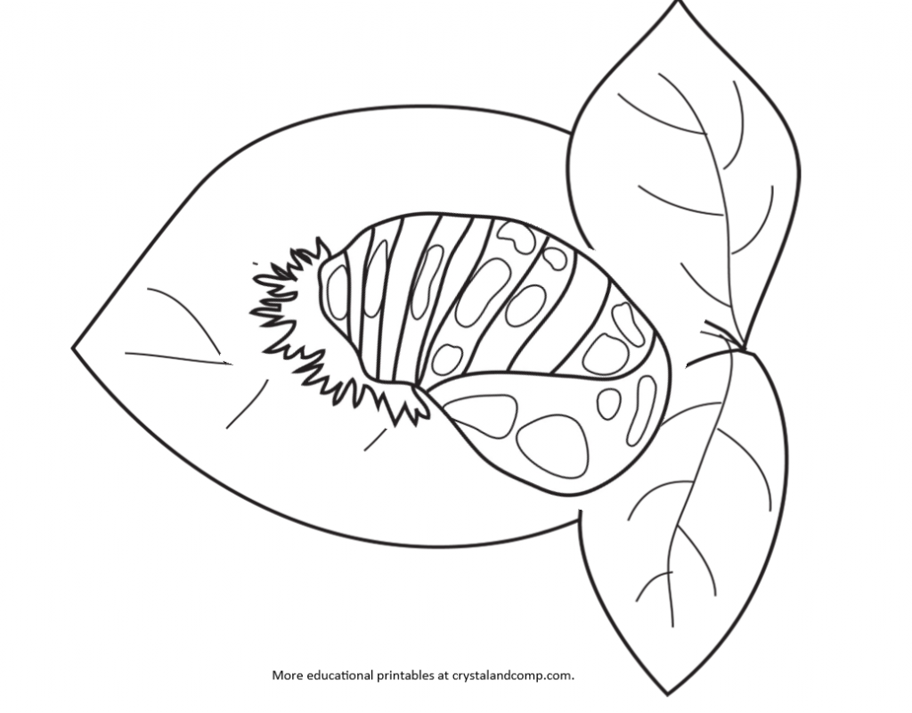 Detail Ladybug Template Without Spots Nomer 37