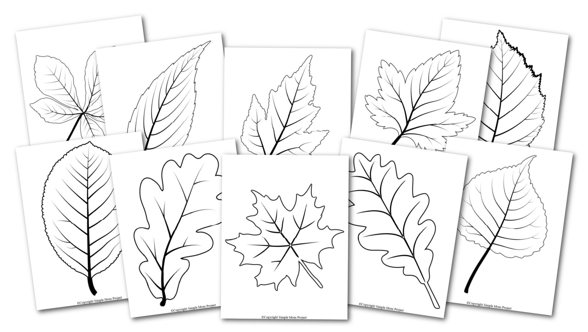 Detail Leaf Template With Lines Nomer 11