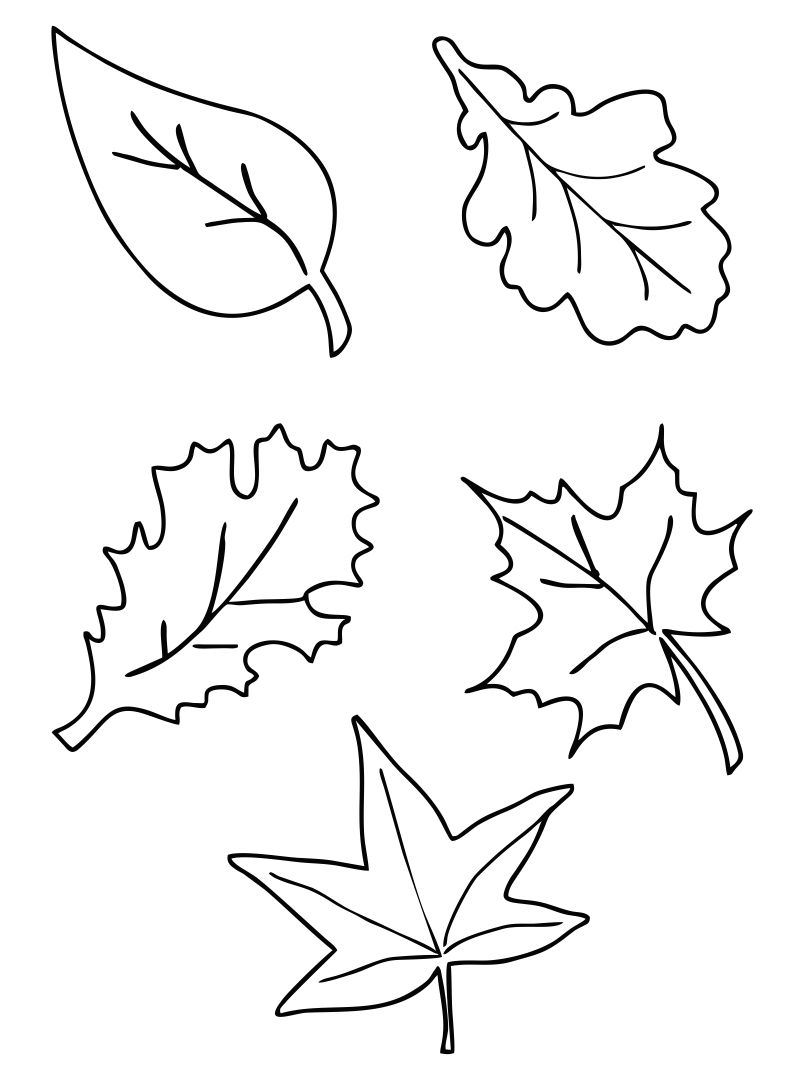 Detail Leaf Template With Lines Nomer 47