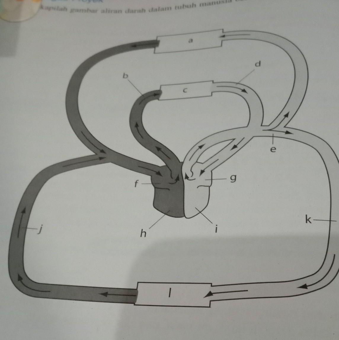 Lengkapi Gambar Aliran Darah Dalam Tubuh Manusia Berikut - KibrisPDR