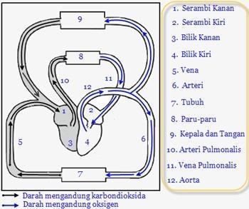 Detail Lengkapi Gambar Aliran Darah Dalam Tubuh Manusia Berikut Nomer 2