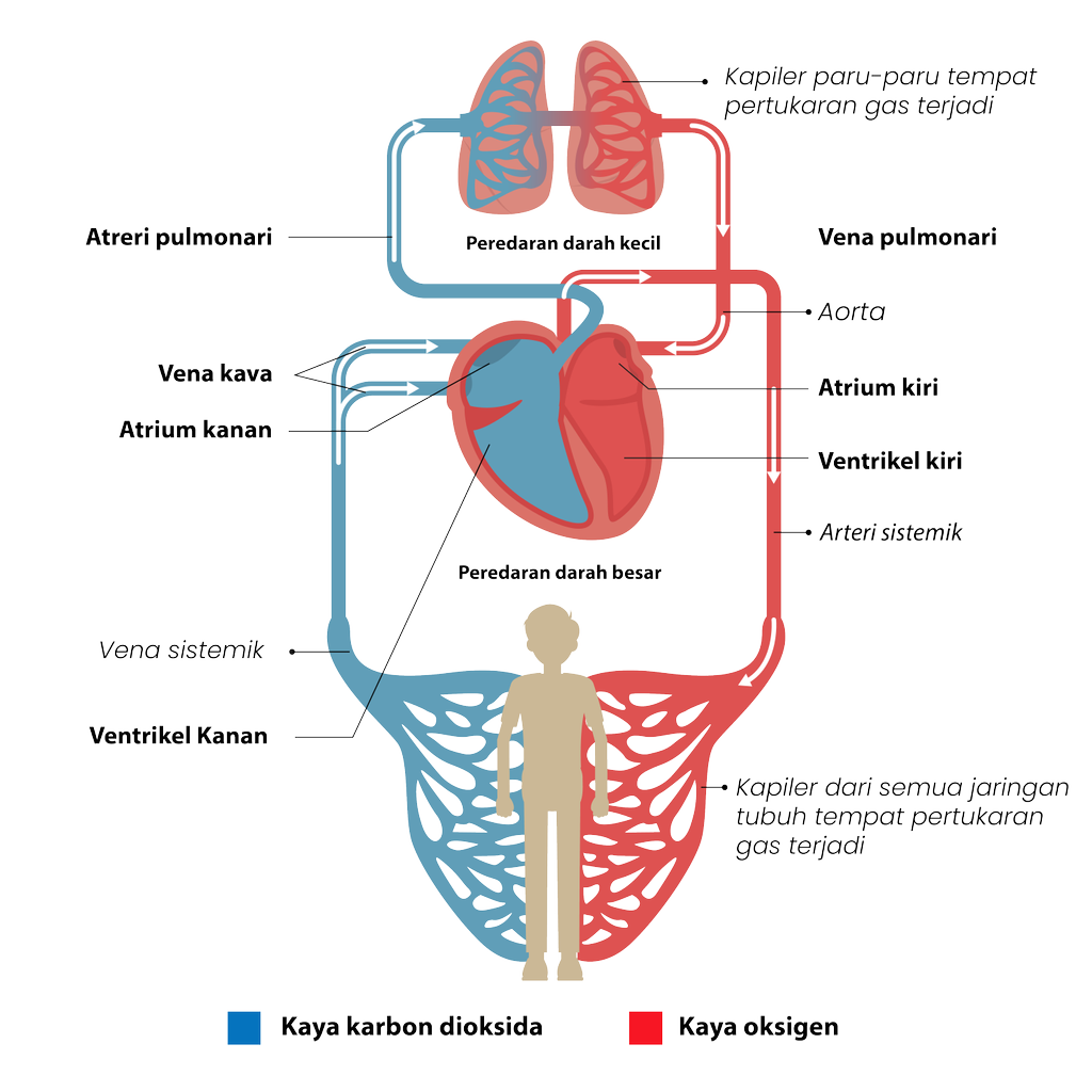 Detail Lengkapi Gambar Aliran Darah Dalam Tubuh Manusia Berikut Nomer 14