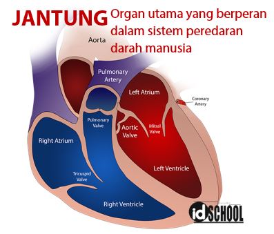 Detail Lengkapi Gambar Aliran Darah Dalam Tubuh Manusia Berikut Nomer 16