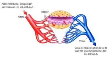 Detail Lengkapi Gambar Aliran Darah Dalam Tubuh Manusia Berikut Nomer 21