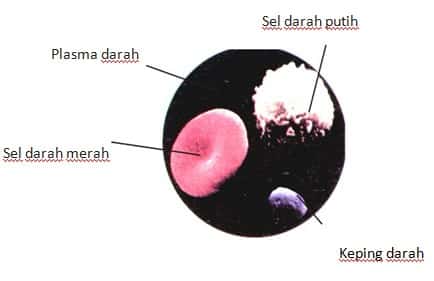 Detail Lengkapi Gambar Aliran Darah Dalam Tubuh Manusia Berikut Nomer 25