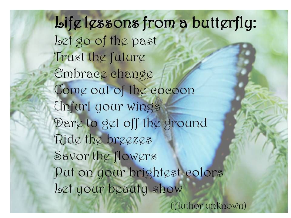 Detail Life Butterfly Quotes Nomer 16