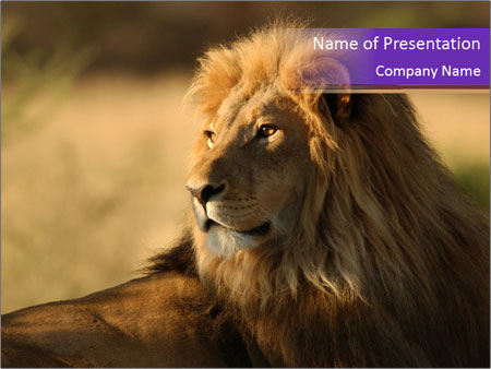 Detail Lion Presentation Template Nomer 23