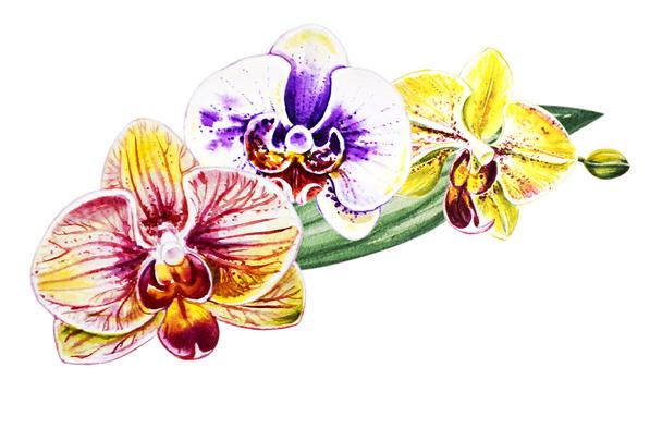 Detail Bilder Geburtstag Orchidee Nomer 9