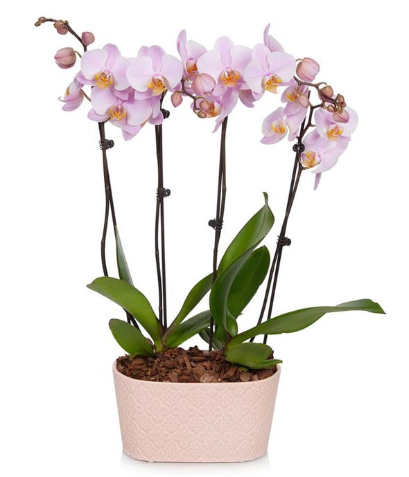 Detail Bilder Geburtstag Orchidee Nomer 15