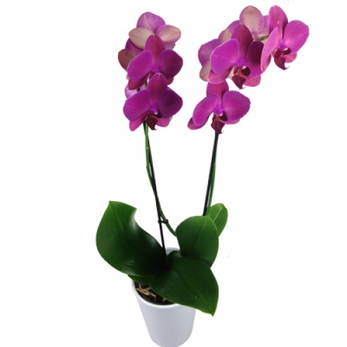 Detail Bilder Geburtstag Orchidee Nomer 20