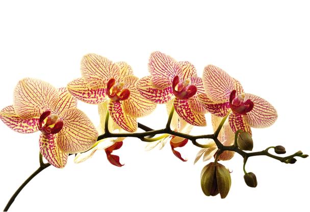 Detail Bilder Geburtstag Orchidee Nomer 4