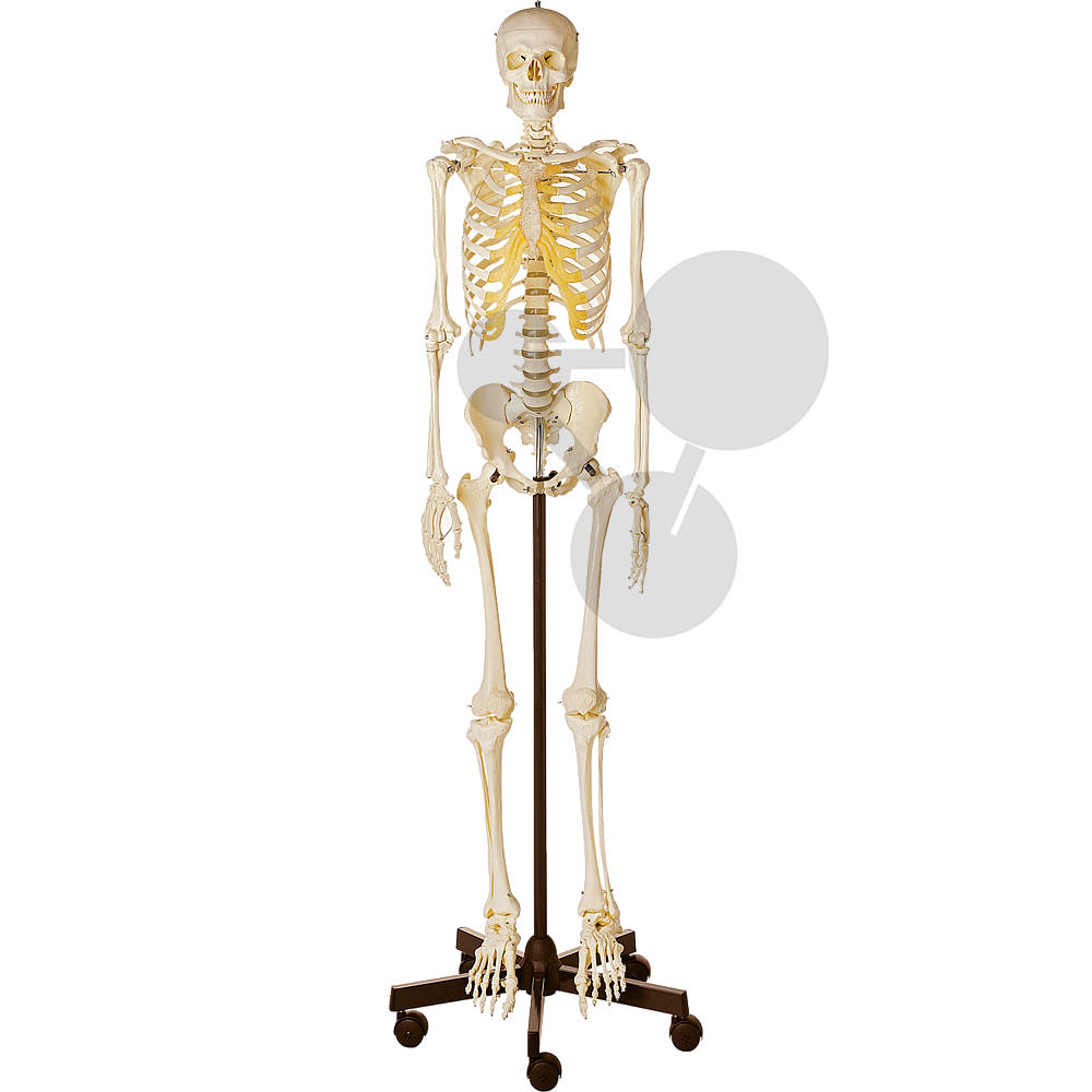 Detail Skelett Des Menschen Nomer 8