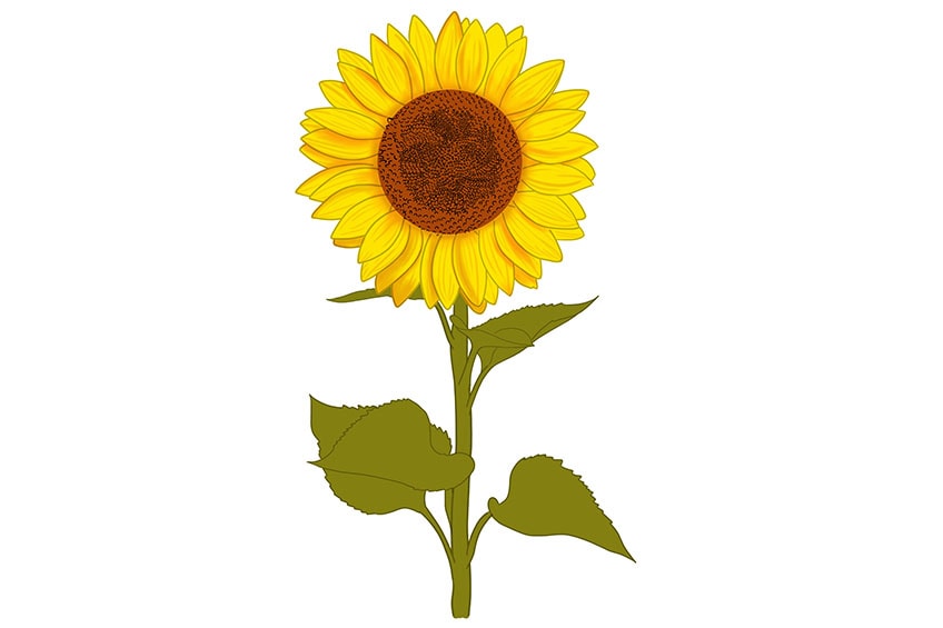 Detail Sonnenblume Skizze Nomer 2