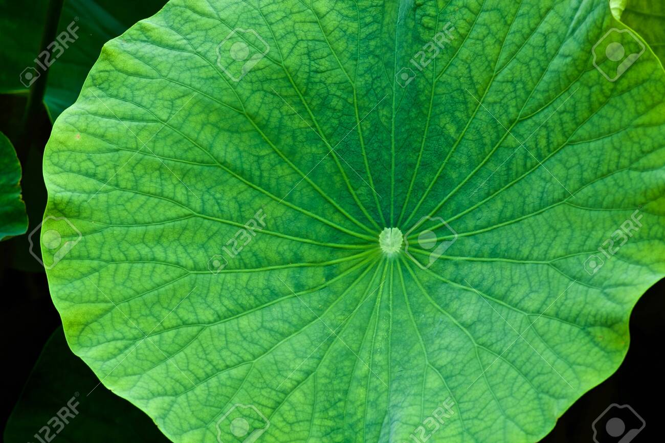 Detail Lotus Leaf Template Nomer 28