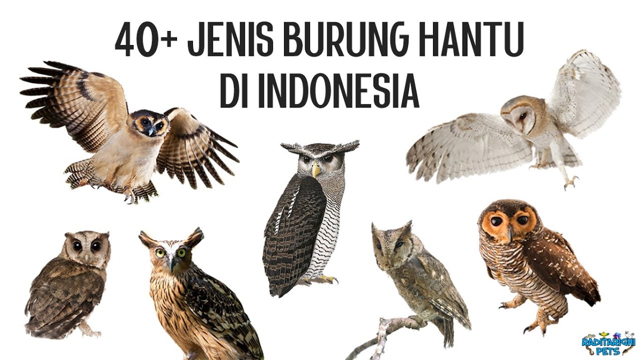 Detail Macam Burung Hantu Nomer 3