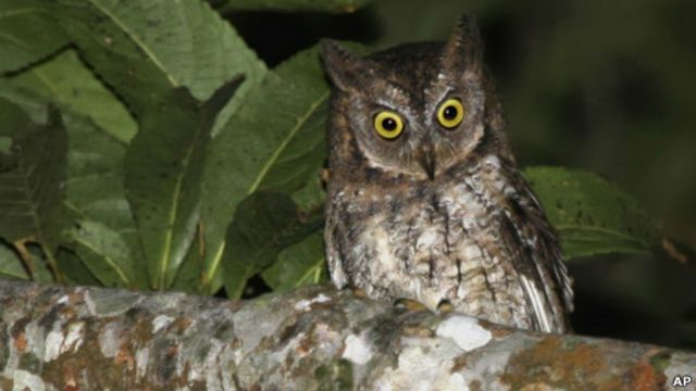 Detail Macam Burung Hantu Nomer 30