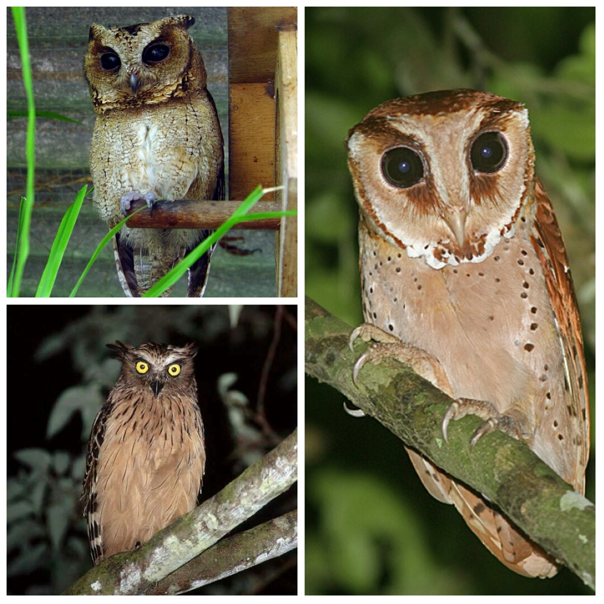 Detail Macam Burung Hantu Nomer 5