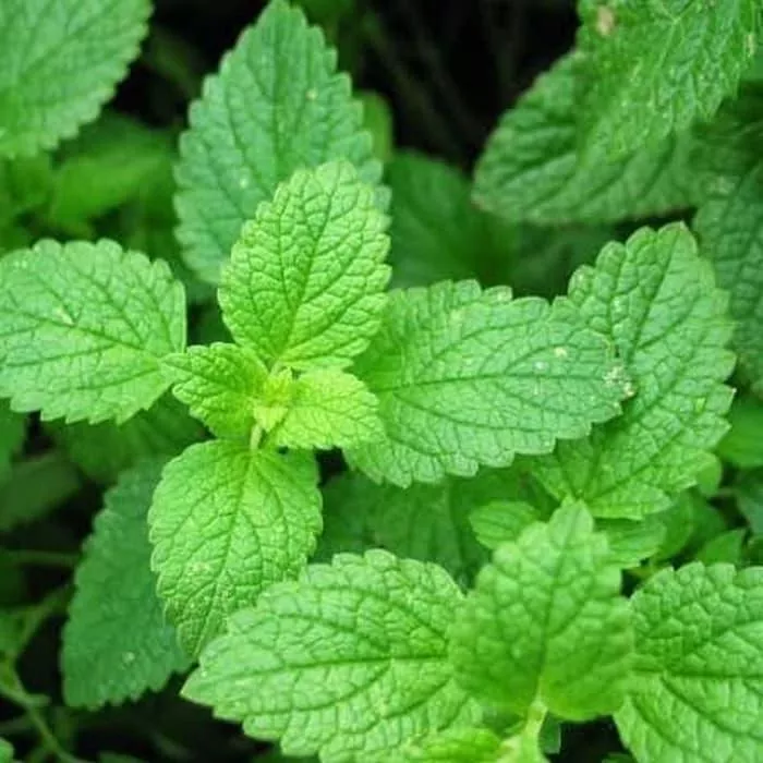 Detail Macam Daun Mint Nomer 15