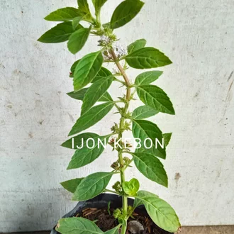 Detail Macam Daun Mint Nomer 27