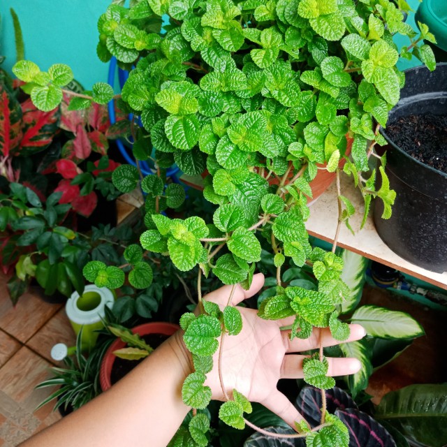 Detail Macam Daun Mint Nomer 48