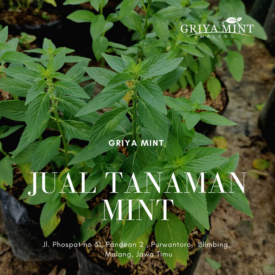 Detail Macam Daun Mint Nomer 49