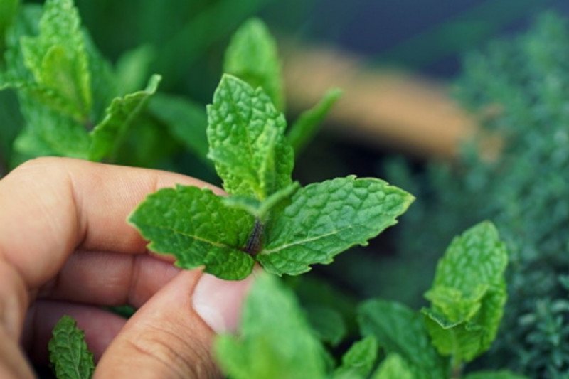 Detail Macam Daun Mint Nomer 52