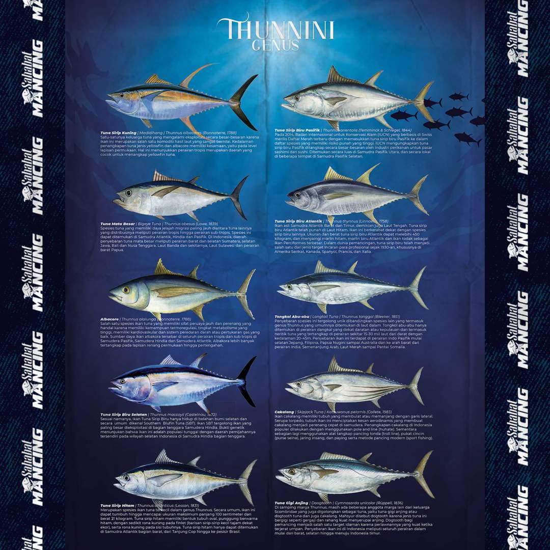 Detail Macam Ikan Teri Dan Gambarnya Nomer 39
