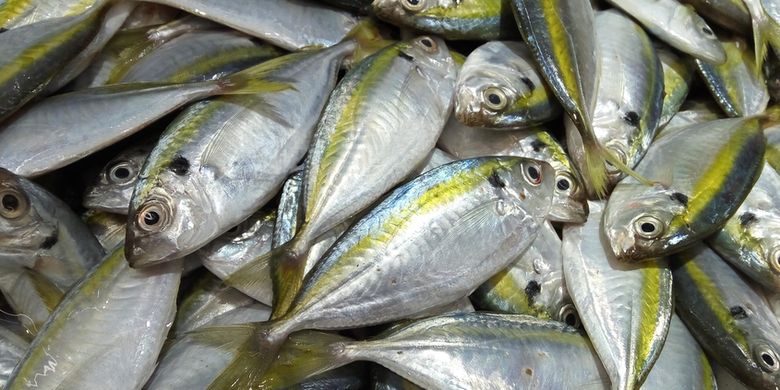 Detail Macam Ikan Teri Dan Gambarnya Nomer 42