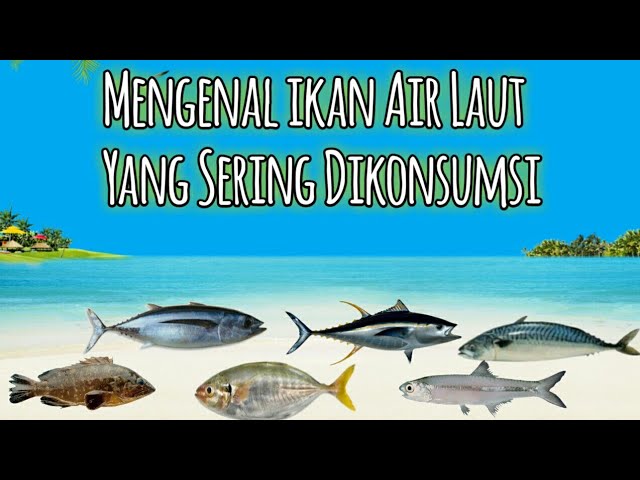 Detail Macam Ikan Teri Dan Gambarnya Nomer 43