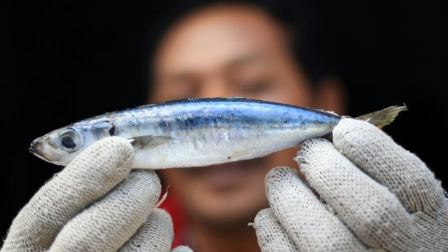 Detail Macam Ikan Teri Dan Gambarnya Nomer 47