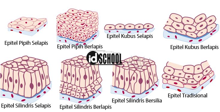 Detail Macam Jaringan Epitel Beserta Gambar Nomer 2