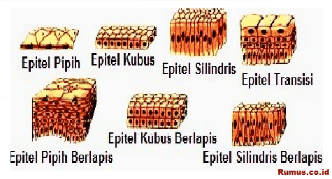 Detail Macam Jaringan Epitel Beserta Gambar Nomer 12