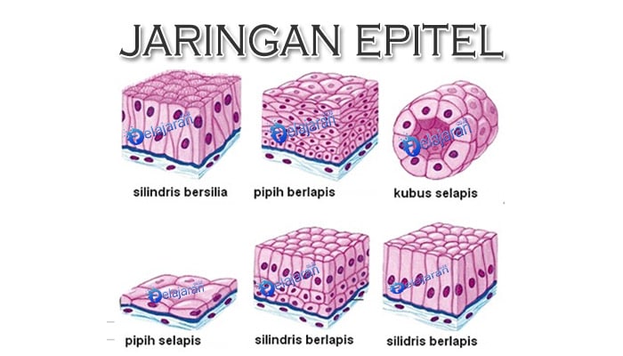 Detail Macam Jaringan Epitel Beserta Gambar Nomer 13