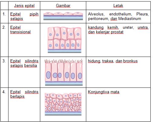 Detail Macam Jaringan Epitel Beserta Gambar Nomer 16