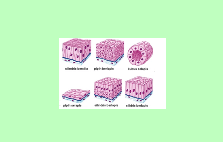 Detail Macam Jaringan Epitel Beserta Gambar Nomer 22