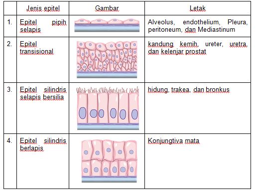 Detail Macam Jaringan Epitel Beserta Gambar Nomer 23