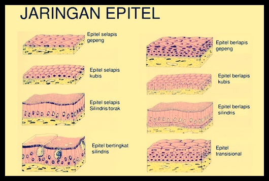 Detail Macam Jaringan Epitel Beserta Gambar Nomer 4