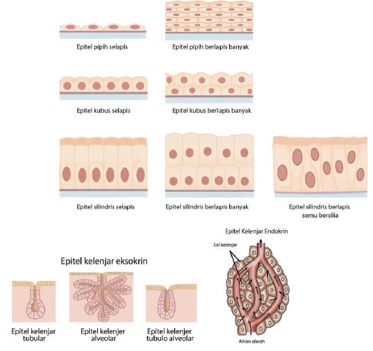 Detail Macam Jaringan Epitel Beserta Gambar Nomer 41