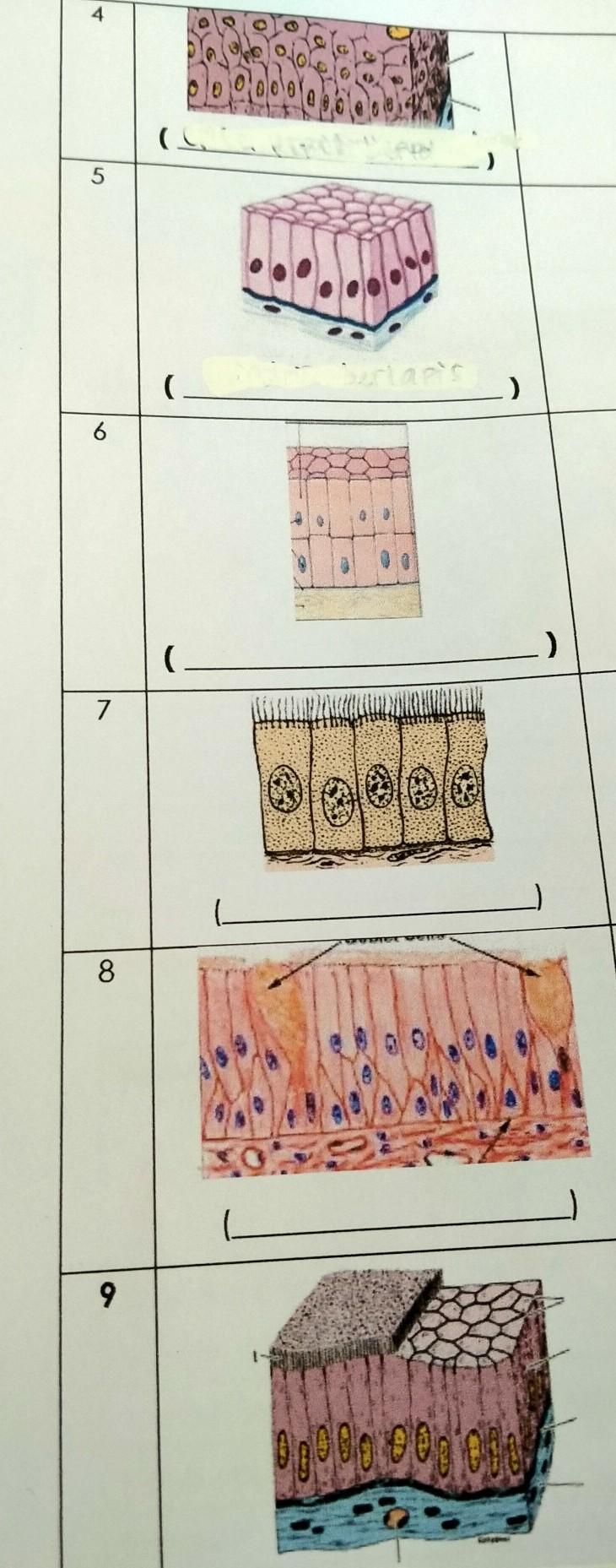 Detail Macam Jaringan Epitel Beserta Gambar Nomer 6